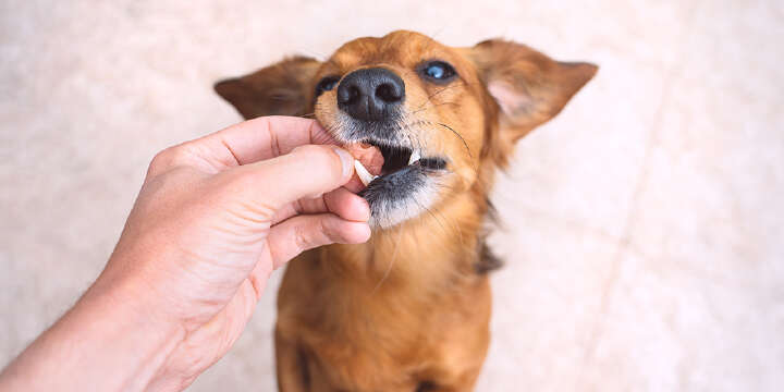 Futterallergie beim Hund